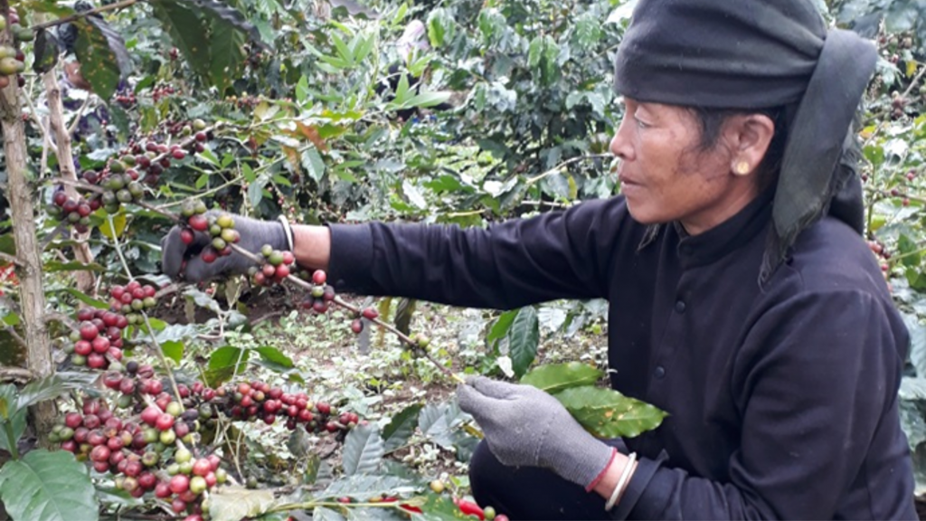 New Arabica F1 hybrids created overcome local varieties in Vietnam for ...